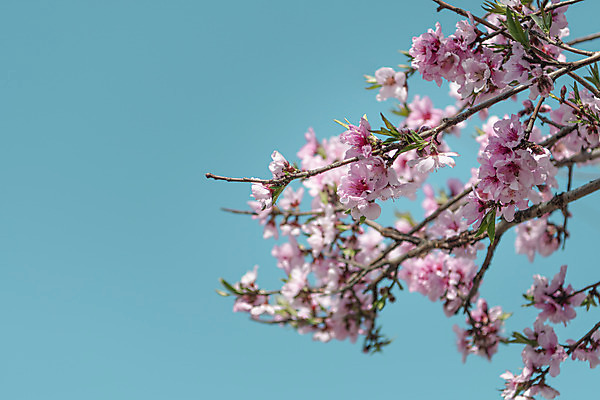 포토 JPG 주간 하늘 사람없음 야외 아웃포커스 관광지 봄풍경 벚꽃 국내포토 청주시 자연요소 꽃 여행 촬영기법 풍경 봄 충청북도 파일형식