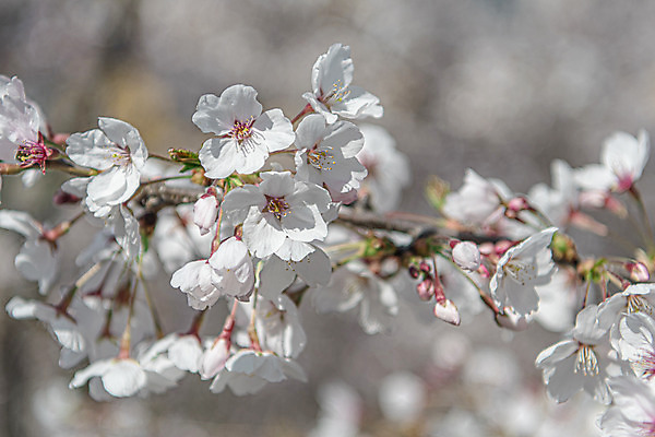 포토 JPG 주간 사람없음 야외 아웃포커스 관광지 봄풍경 벚꽃 국내포토 청주시 자연요소 꽃 여행 촬영기법 풍경 봄 충청북도 파일형식