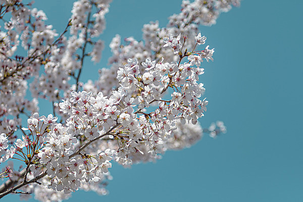 포토 JPG 사람없음 야외 관광지 봄풍경 벚꽃 국내포토 청주시 꽃 여행 풍경 봄 충청북도 파일형식