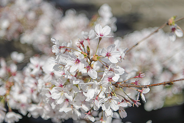 포토 JPG 주간 사람없음 야외 아웃포커스 관광지 봄풍경 벚꽃 국내포토 청주시 자연요소 꽃 여행 촬영기법 풍경 봄 충청북도 파일형식