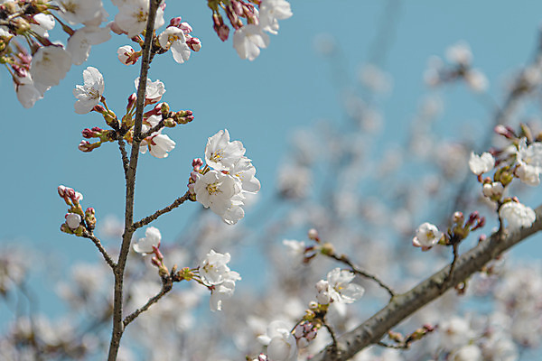 포토 JPG 주간 사람없음 야외 아웃포커스 관광지 봄풍경 벚꽃 나뭇가지 국내포토 청주시 자연요소 나무 꽃 여행 촬영기법 풍경 봄 충청북도 파일형식