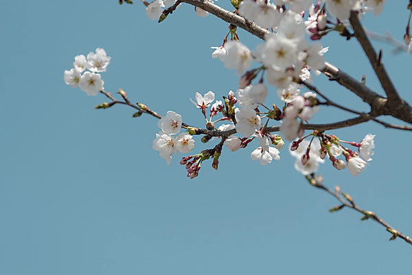 포토 JPG 주간 하늘 사람없음 야외 관광지 봄풍경 벚꽃 나뭇가지 국내포토 청주시 자연요소 나무 꽃 여행 풍경 봄 충청북도 파일형식