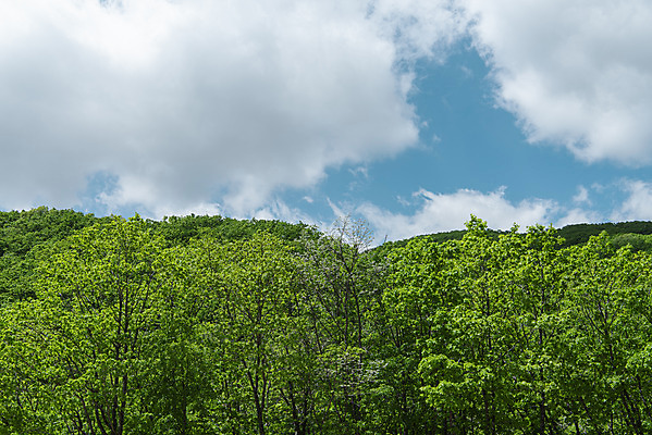 포토 JPG 주간 나무 구름 하늘 산 사람없음 야외 관광지 여름풍경 숲 대관령 국내포토 자연요소 식물 여행 풍경 강원도 파일형식 여름_계절