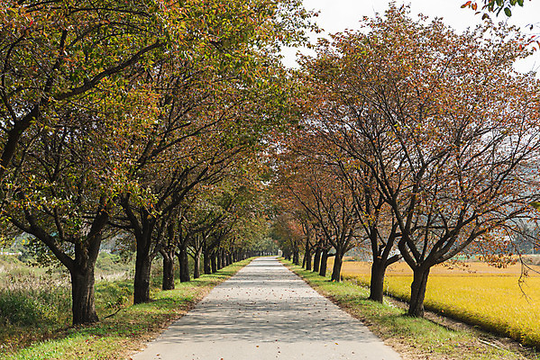 포토 JPG 주간 길 단풍 단풍나무 사람없음 야외 관광지 가을풍경 충주 국내포토 자연요소 나무 여행 잎 풍경 충청북도 파일형식 가을_계절