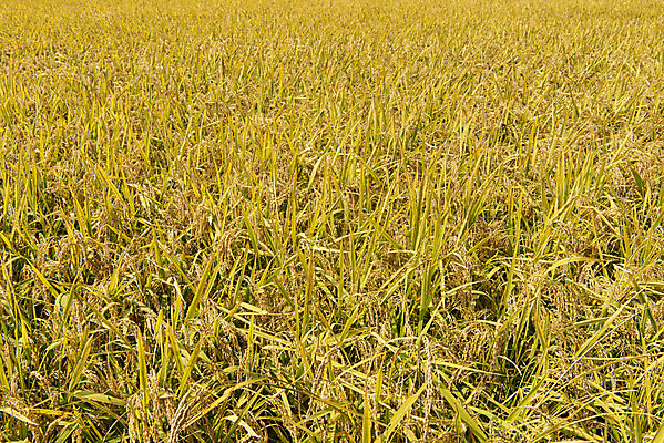 포토 JPG 주간 사람없음 야외 가을풍경 벼 논밭 충주 국내포토 자연요소 밭 곡류 논 풍경 충청북도 파일형식 가을_계절