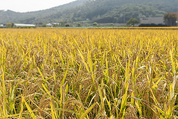 포토 JPG 주간 사람없음 야외 가을풍경 벼 논밭 충주 국내포토 자연요소 밭 곡류 논 풍경 충청북도 파일형식 가을_계절
