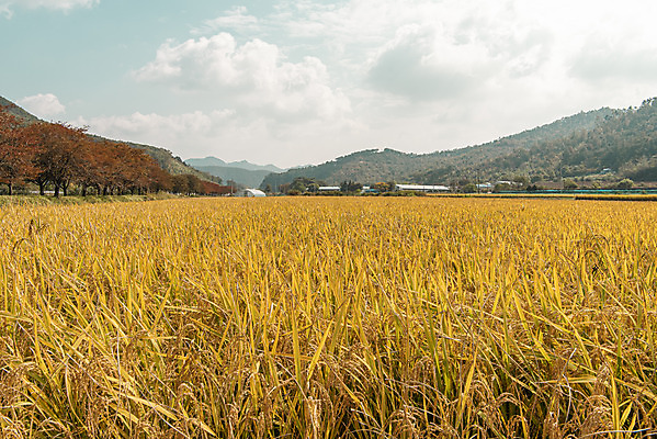포토 JPG 주간 나무 구름 하늘 산 사람없음 야외 가을풍경 벼 논밭 충주 국내포토 자연요소 식물 밭 곡류 논 풍경 충청북도 파일형식 가을_계절
