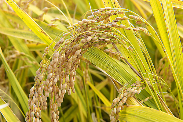 포토 JPG 주간 근접촬영 사람없음 야외 가을풍경 벼 논밭 충주 국내포토 자연요소 뷰포인트 밭 곡류 논 풍경 충청북도 파일형식 가을_계절