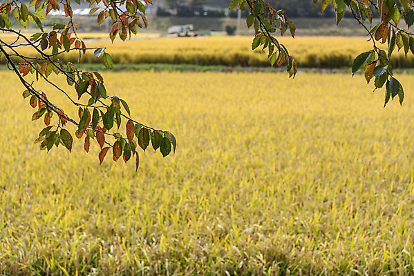포토 JPG 주간 나뭇잎 사람없음 야외 가을풍경 벼 나뭇가지 논밭 충주 국내포토 자연요소 나무 잎 밭 곡류 논 풍경 충청북도 파일형식 가을_계절
