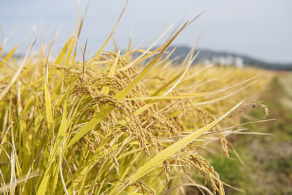 포토 JPG 주간 사람없음 야외 아웃포커스 가을풍경 벼 강화도 논밭 국내포토 자연요소 밭 곡류 논 촬영기법 풍경 인천 파일형식 가을_계절