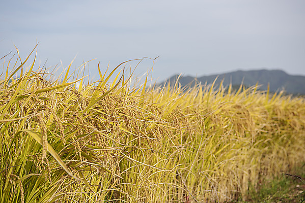 포토 JPG 주간 사람없음 야외 가을풍경 벼 강화도 논밭 국내포토 자연요소 밭 곡류 논 풍경 인천 파일형식 가을_계절