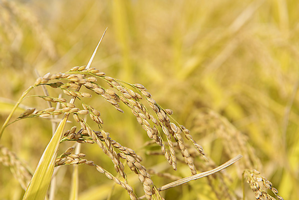 포토 JPG 주간 사람없음 야외 아웃포커스 가을풍경 벼 강화도 논밭 국내포토 자연요소 밭 곡류 논 촬영기법 풍경 인천 파일형식 가을_계절