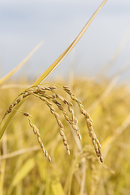포토 JPG 주간 사람없음 야외 아웃포커스 가을풍경 벼 강화도 논밭 국내포토 자연요소 밭 곡류 논 촬영기법 풍경 인천 파일형식 가을_계절