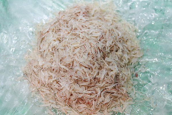 포토 JPG 음식 사람없음 재래시장 수산시장 강화도 새우젓 국내포토 시장 인천 젓갈 파일형식