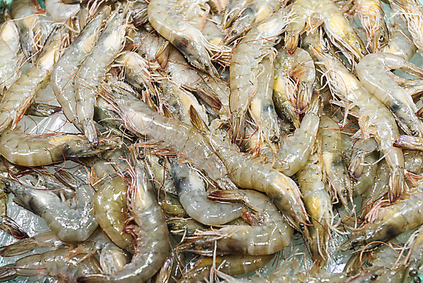 포토 JPG 여러마리 식재료 사람없음 대하 재래시장 수산시장 강화도 생새우 국내포토 다수 어패류 새우 시장 인천 파일형식