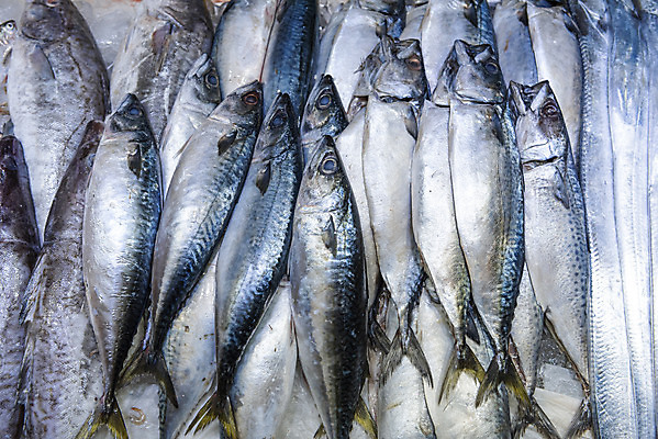 포토 JPG 여러마리 사람없음 재래시장 고등어 수산시장 강화도 국내포토 다수 어류 시장 인천 파일형식