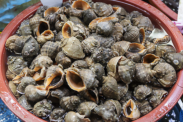 포토 JPG 여러마리 사람없음 소라 재래시장 수산시장 강화도 고무대야 국내포토 다수 어패류 시장 대야 인천 파일형식