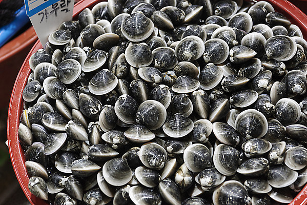 포토 JPG 식재료 사람없음 재래시장 수산시장 가무락 강화도 고무대야 국내포토 조개 시장 대야 인천 파일형식