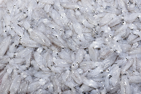 포토 JPG 식재료 근접촬영 사람없음 가득함 재래시장 수산시장 강화도 꼴뚜기 국내포토 뷰포인트 연체동물 수중동물 시장 인천 파일형식