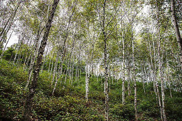 포토 JPG 주간 풍경 사람없음 야외 강원도 자작나무숲 양구 비무장지대 국내포토 자연요소 한국 숲 자작나무 파일형식
