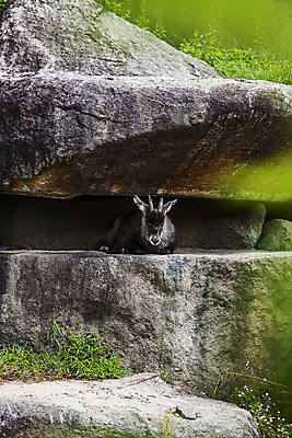 포토 JPG 주간 한마리 풍경 사람없음 야외 아웃포커스 바위 틈 숲 강원도 산양 양구 국내포토 자연요소 1 한국 촬영기법 돌_바위 양 멸종위기동물 파일형식