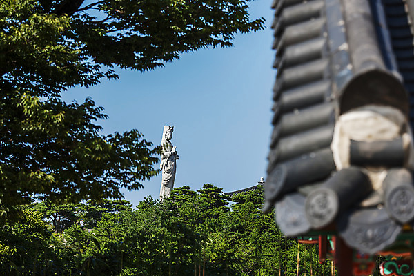포토 JPG 주간 나무 풍경 사람없음 야외 사찰 불상 강원도 기와지붕 낙산사 양양군 국내포토 자연요소 식물 불교 종교건축 지붕 한국 기와 양양 파일형식