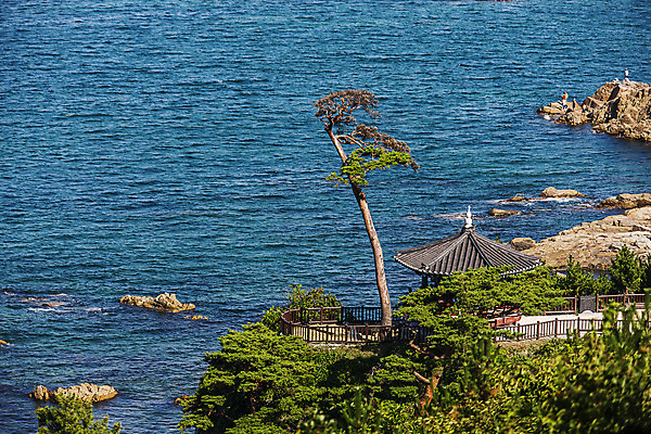 포토 JPG 주간 풍경 사람없음 야외 소나무 사찰 정자 강원도 동해 낙산사 양양군 국내포토 자연요소 나무 건축물 바다 종교건축 한국 양양 파일형식