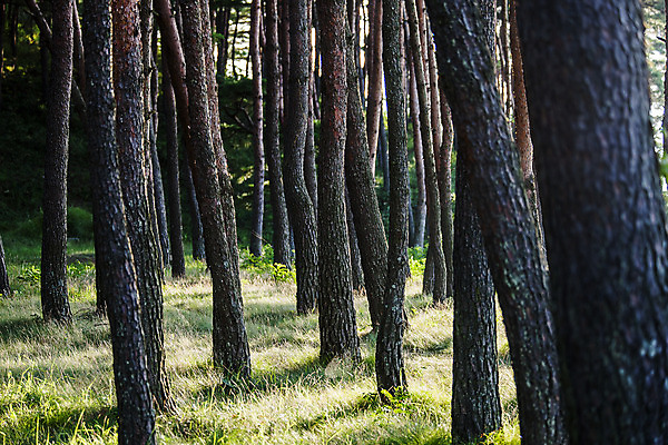 포토 JPG 주간 풍경 사람없음 야외 강원도 소나무숲 양양군 국내포토 자연요소 한국 소나무 숲 파일형식