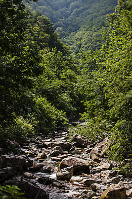 포토 JPG 주간 나무 국립공원 풍경 사람없음 야외 계곡 바위 숲 강원도 설악산 양양군 국내포토 자연요소 식물 공원 산 한국 돌_바위 인제 파일형식