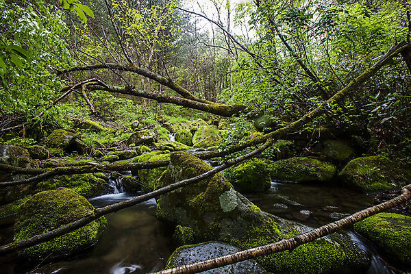 포토 JPG 주간 나무 이끼 풍경 사람없음 야외 물 계곡 숲 강원도 영월 국내포토 자연요소 식물 한국 파일형식