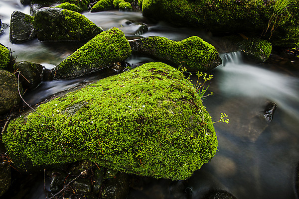 포토 JPG 주간 이끼 풍경 사람없음 야외 물 계곡 바위 강원도 영월 국내포토 자연요소 한국 돌_바위 파일형식