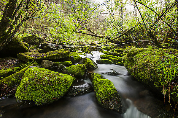 포토 JPG 주간 이끼 풍경 사람없음 야외 물 계곡 바위 숲 강원도 영월 국내포토 자연요소 한국 돌_바위 파일형식
