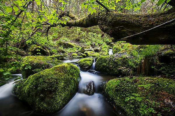 포토 JPG 주간 나무 이끼 풍경 사람없음 야외 물 계곡 바위 강원도 영월 국내포토 자연요소 식물 한국 돌_바위 파일형식