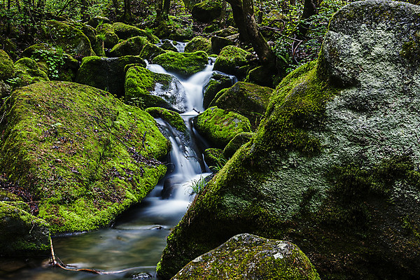 포토 JPG 주간 이끼 풍경 사람없음 야외 물 계곡 바위 강원도 영월 국내포토 자연요소 한국 돌_바위 파일형식