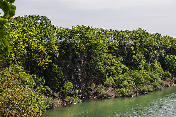 포토 JPG 주간 나무 풍경 사람없음 야외 강 골짜기 숲 강원도 철원 국내포토 자연요소 식물 자연 한국 파일형식