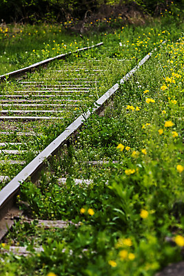 포토 JPG 주간 꽃 풍경 사람없음 야외 기찻길 강원도 철원 국내포토 자연요소 식물 한국 파일형식
