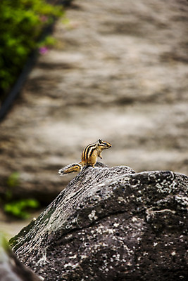 포토 JPG 주간 한마리 풍경 사람없음 야외 아웃포커스 바위 다람쥐 강원도 철원 국내포토 자연요소 1 한국 촬영기법 돌_바위 설치류 파일형식
