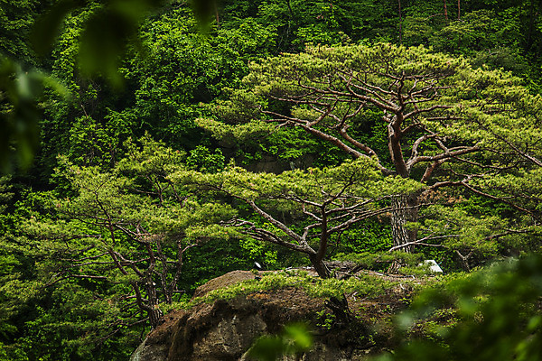 포토 JPG 주간 풍경 사람없음 야외 아웃포커스 소나무 숲 강원도 철원 국내포토 자연요소 나무 한국 촬영기법 파일형식