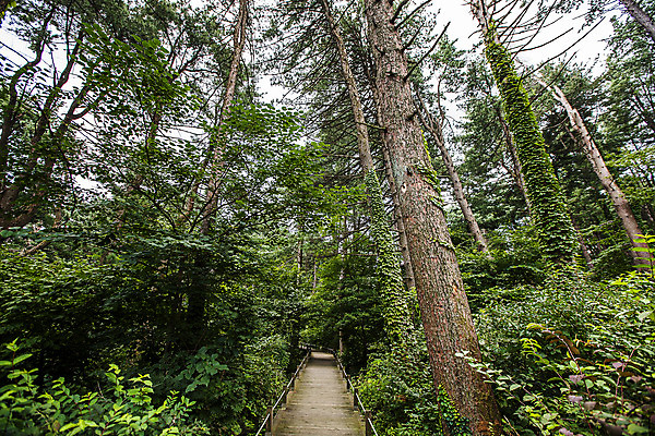 포토 JPG 주간 나무 자연 풍경 사람없음 야외 숲 강원도 숲길 춘천 국내포토 자연요소 식물 길 한국 생태계 파일형식