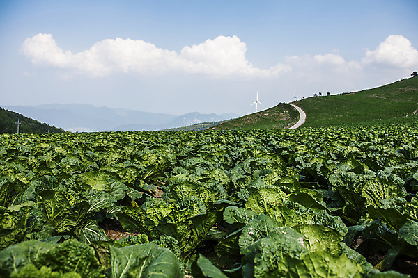 포토 JPG 주간 구름 하늘 풍경 사람없음 야외 언덕 강원도 배추밭 태백 고랭지배추 국내포토 자연요소 밭 한국 배추 파일형식