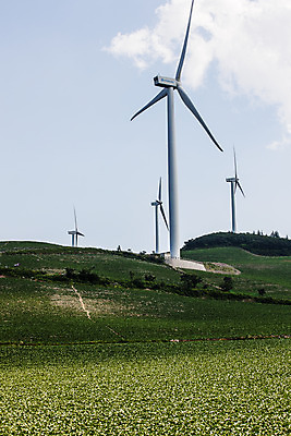 포토 JPG 주간 구름 하늘 풍경 사람없음 야외 풍력에너지 언덕 강원도 배추밭 태백 고랭지배추 국내포토 자연요소 밭 한국 그린에너지 배추 파일형식