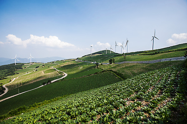 포토 JPG 주간 구름 길 하늘 풍경 사람없음 야외 풍력에너지 언덕 강원도 배추밭 태백 고랭지배추 국내포토 자연요소 밭 한국 그린에너지 배추 파일형식