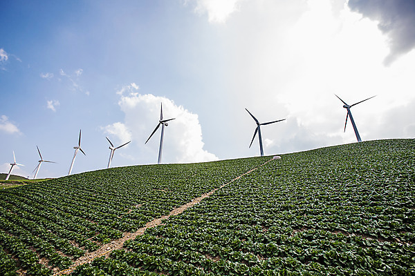 포토 JPG 주간 구름 하늘 풍경 사람없음 야외 풍력에너지 언덕 강원도 배추밭 태백 고랭지배추 국내포토 자연요소 밭 한국 그린에너지 배추 파일형식