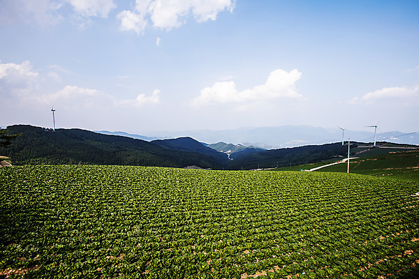 포토 JPG 주간 구름 하늘 산 풍경 사람없음 야외 풍력에너지 언덕 강원도 배추밭 태백 고랭지배추 국내포토 자연요소 밭 한국 그린에너지 배추 파일형식
