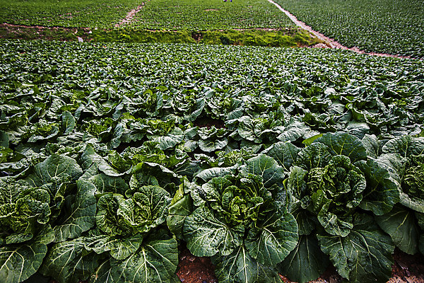 포토 JPG 주간 풍경 사람없음 야외 언덕 강원도 배추밭 태백 고랭지배추 국내포토 자연요소 밭 한국 배추 파일형식