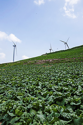 포토 JPG 주간 구름 하늘 풍경 사람없음 야외 풍력에너지 언덕 강원도 배추밭 태백 고랭지배추 국내포토 자연요소 밭 한국 그린에너지 배추 파일형식