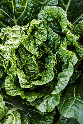 포토 JPG 주간 근접촬영 사람없음 야외 언덕 강원도 태백 고랭지배추 국내포토 자연요소 뷰포인트 한국 배추 파일형식