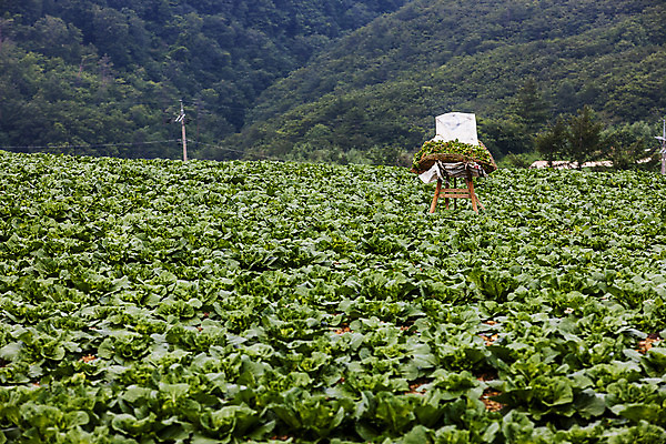 포토 JPG 주간 풍경 사람없음 야외 강원도 지게 배추밭 태백 고랭지배추 국내포토 자연요소 밭 한국 배추 파일형식