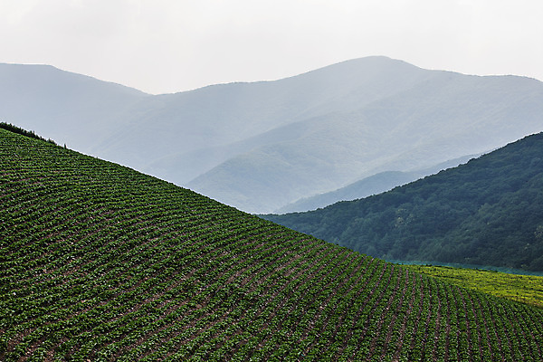 포토 JPG 주간 산 풍경 사람없음 야외 언덕 강원도 배추밭 태백 고랭지배추 국내포토 자연요소 밭 한국 배추 파일형식
