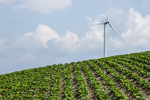 포토 JPG 주간 구름 하늘 풍경 사람없음 야외 풍력에너지 언덕 강원도 배추밭 태백 고랭지배추 국내포토 자연요소 밭 한국 그린에너지 배추 파일형식